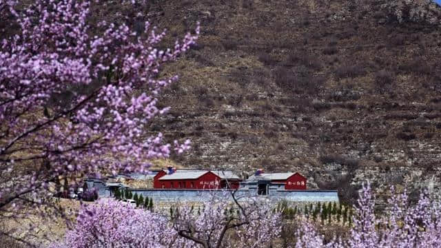 青州上稍村笔架山成片桃花如霞似锦 已成潍坊网红风景