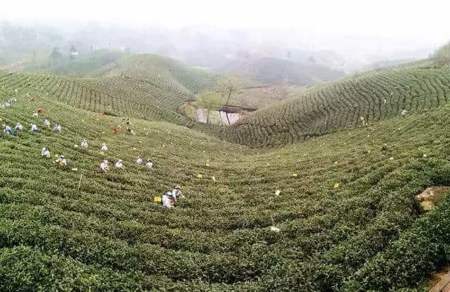 不服来辩!信阳最美森林旅游地全齐了,这些你都去过吗?