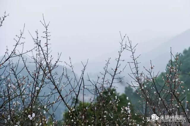 汕尾旅游，陆河河口北龙梅园