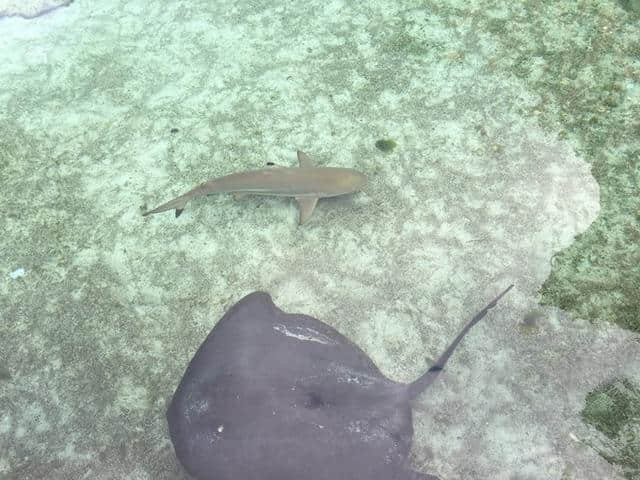 巴哈马波多黎各之旅全程攻略