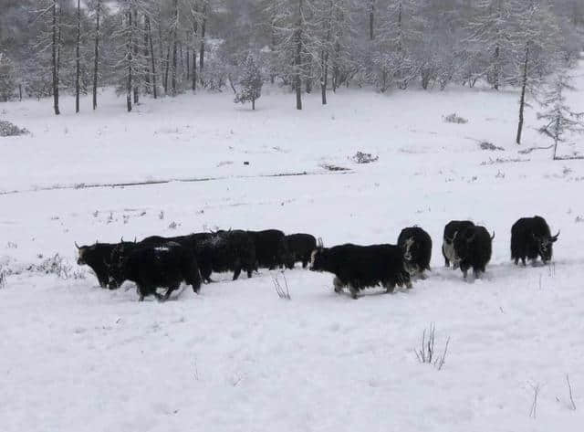 带你玩转“南方雪国”——毕棚沟