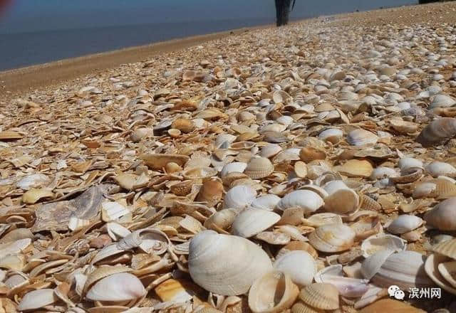 一路向东向西向大海，滨州这些景点全部免费！还不快告诉小伙伴？