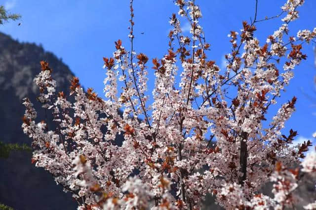 三月踏春，毕棚沟解锁更多景点，在漫天春雪中看山花烂漫