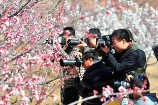 小长假旅游线路推荐|中国美丽田园杏树文化游