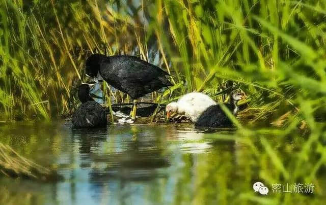 「湖光山色」如梦如画-----兴凯湖湿地