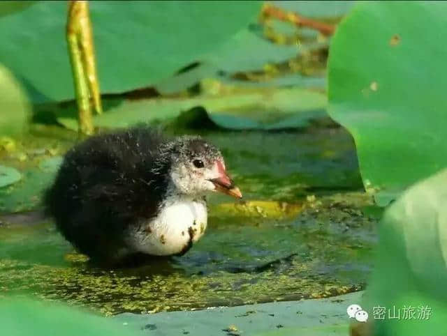 「湖光山色」如梦如画-----兴凯湖湿地