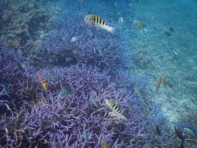 帕劳｜高性价比，一价全包的海岛旅行的正确打开方式！