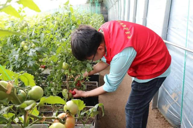 这可能是蓬莱最好吃的西红柿！来自山东省旅游扶贫重点村杏吕村~