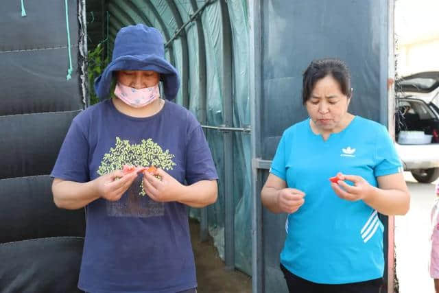 这可能是蓬莱最好吃的西红柿！来自山东省旅游扶贫重点村杏吕村~