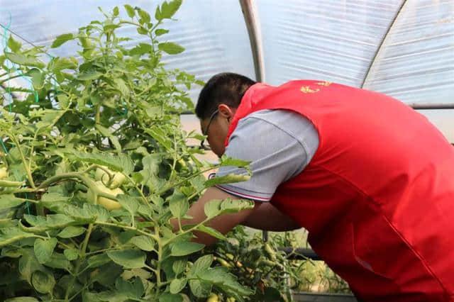 这可能是蓬莱最好吃的西红柿！来自山东省旅游扶贫重点村杏吕村~