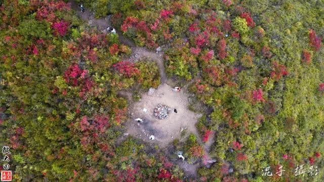 三明笔架山的此物为花中西施 来年暮春便会刷遍你朋友圈