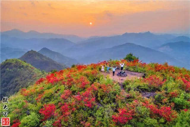 三明笔架山的此物为花中西施 来年暮春便会刷遍你朋友圈