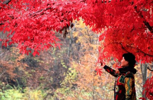 东北第一沟，本溪的秋景和这里比真的俗气了，原生态景色太好看