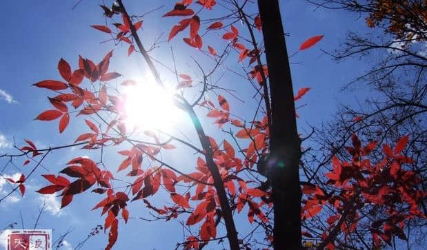 东北第一沟，本溪的秋景和这里比真的俗气了，原生态景色太好看