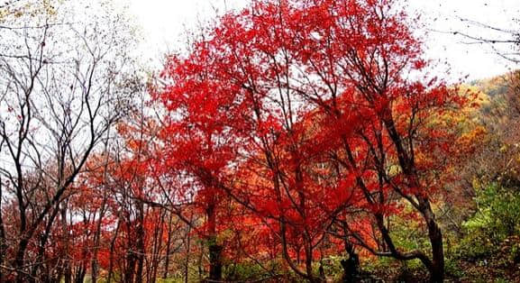 东北第一沟，本溪的秋景和这里比真的俗气了，原生态景色太好看