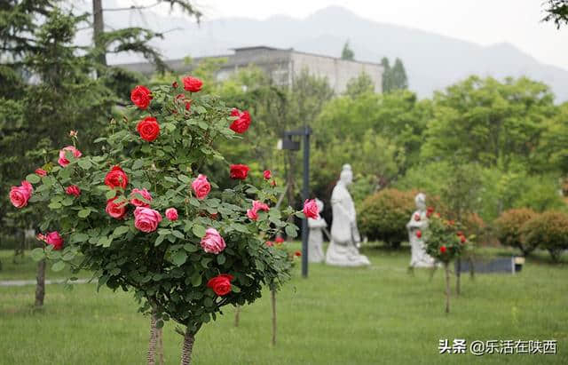 西安旅游攻略：听戏赏景看演出，五一楼观花样多