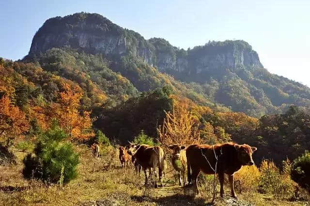 新都桥黄了！成都周边还有10个地方红了，最快1.5h飚拢！