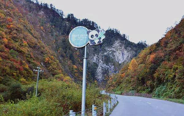 成都周边国庆最强旅游路线：彩林雪山、古镇熊猫，耍个遍只要四天