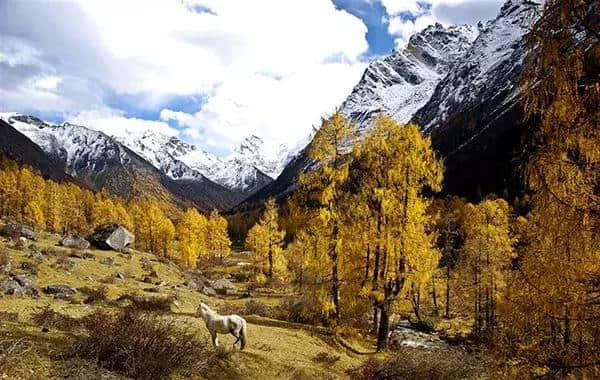 成都周边国庆最强旅游路线：彩林雪山、古镇熊猫，耍个遍只要四天