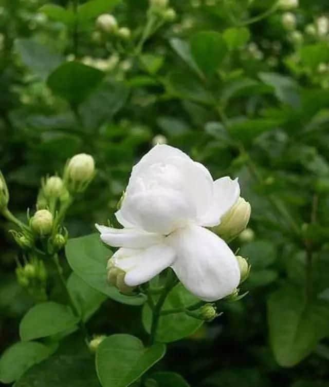 头条 |“五一”小长假出游推荐，离你最近的几个赏花好去处！