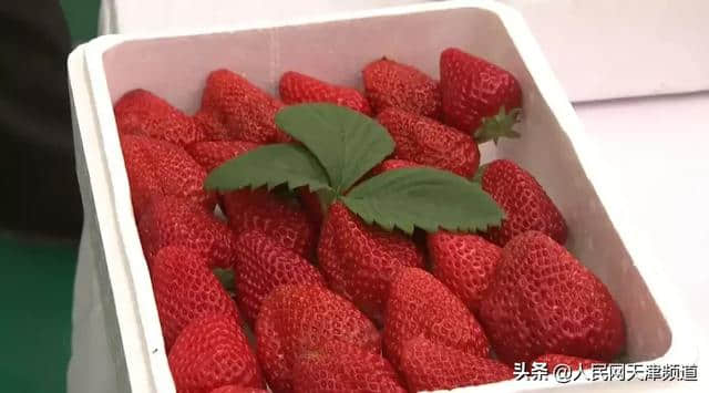 春风十里 相约天津滨海 美食美景等你