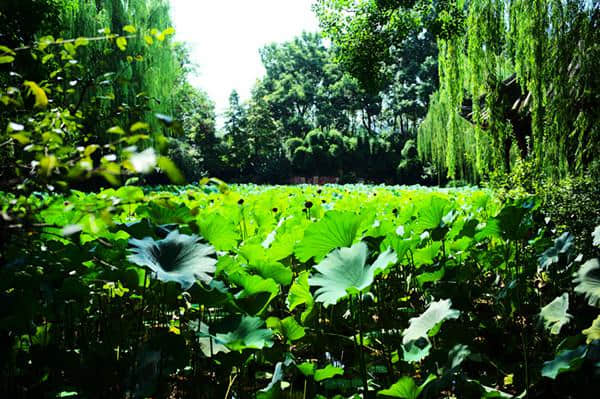 打造多元景区 成都新都区大力发展乡村旅游