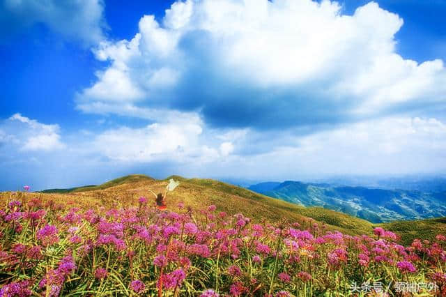 贵州韭菜坪景区几月开花？毕节韭菜坪的最佳旅游时间