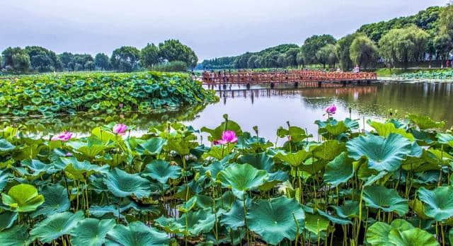 灵秀湖北，十大赏花旅游经典线路发布！