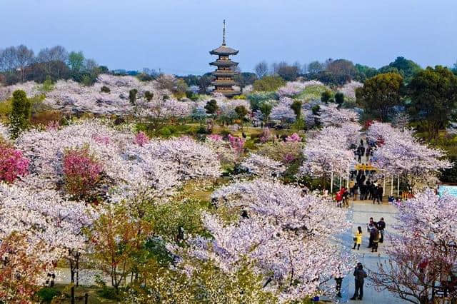 灵秀湖北，十大赏花旅游经典线路发布！