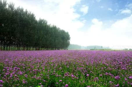 打卡滨州最美赏花地！十几个赏花景点让你美翻朋友圈~