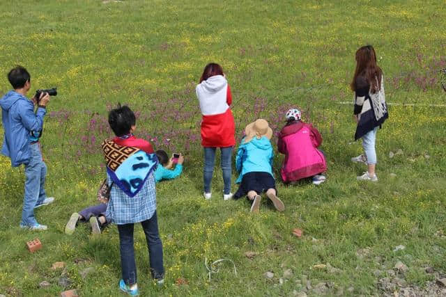 美景天赐，果洛秘境神山下的净土之旅，半夏花开