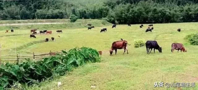 汕尾旅游，红色古镇 生态黄羌