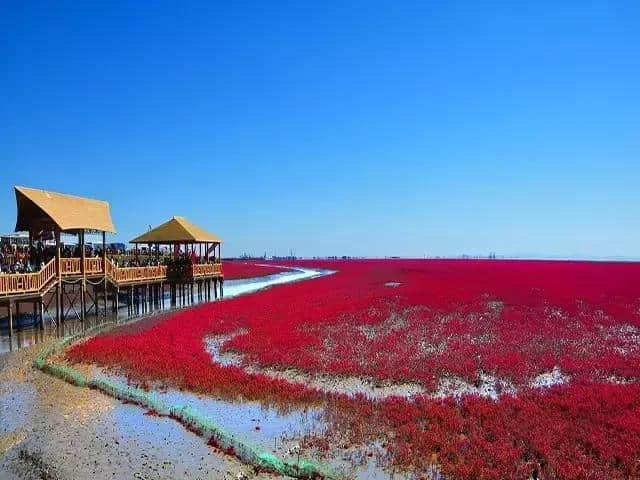 看天下奇观红海滩-笔架山-走神路，亲密接触丹顶鹤快乐之旅二日游