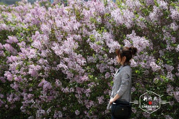 十四条主题赏花线路，助你玩转哈尔滨最美花季