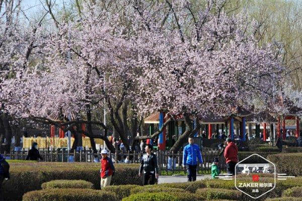 十四条主题赏花线路，助你玩转哈尔滨最美花季