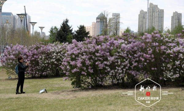 十四条主题赏花线路，助你玩转哈尔滨最美花季