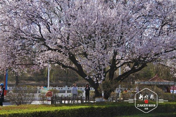 十四条主题赏花线路，助你玩转哈尔滨最美花季