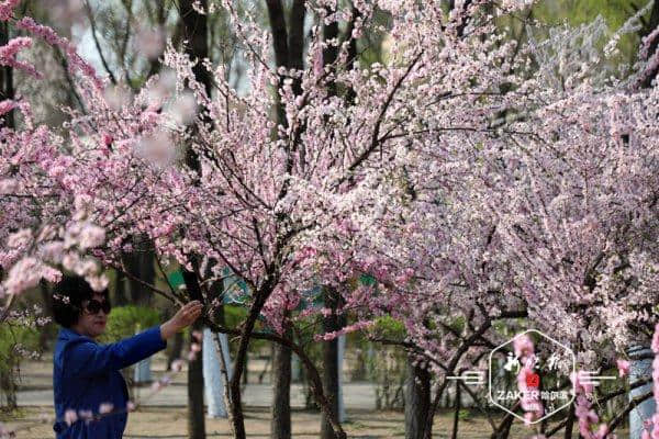 十四条主题赏花线路，助你玩转哈尔滨最美花季