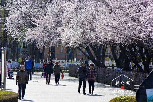 十四条主题赏花线路，助你玩转哈尔滨最美花季