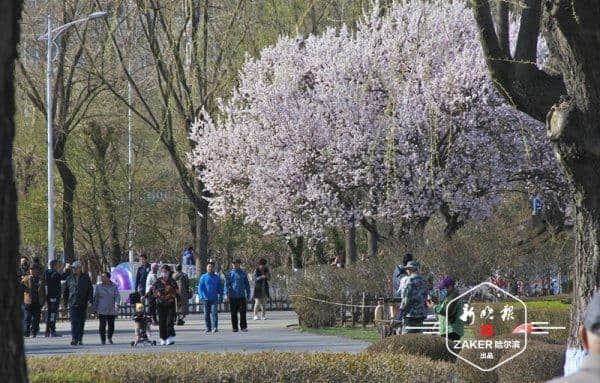 十四条主题赏花线路，助你玩转哈尔滨最美花季