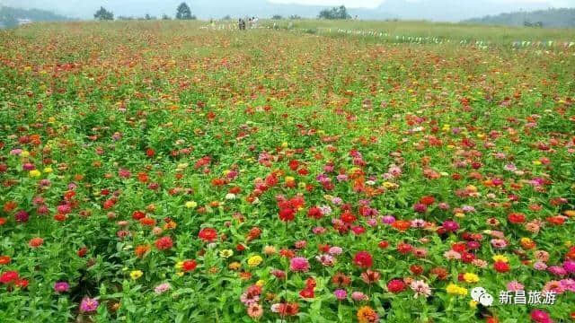 2017年新昌遁山花海节来了，今年有新玩法，好吃好玩乐不停！