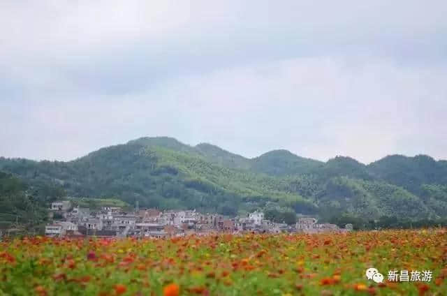 2017年新昌遁山花海节来了，今年有新玩法，好吃好玩乐不停！