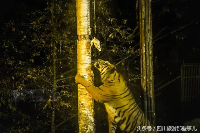 西南首家夜间动物园在碧峰峡景区开园迎客