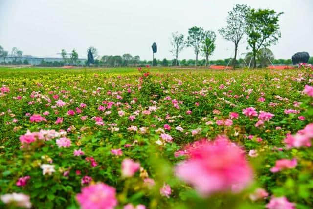 花海漫漫，乐游鄢陵