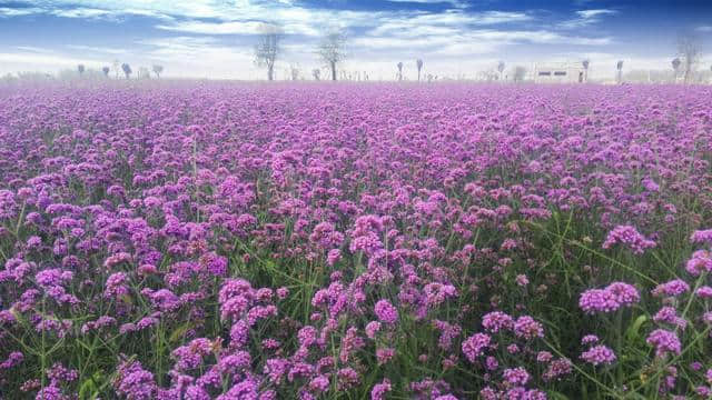 花海漫漫，乐游鄢陵