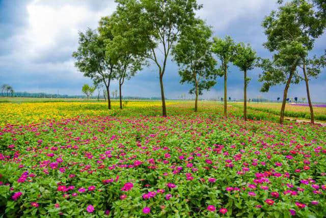 花海漫漫，乐游鄢陵