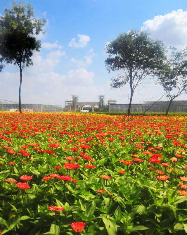 花海漫漫，乐游鄢陵