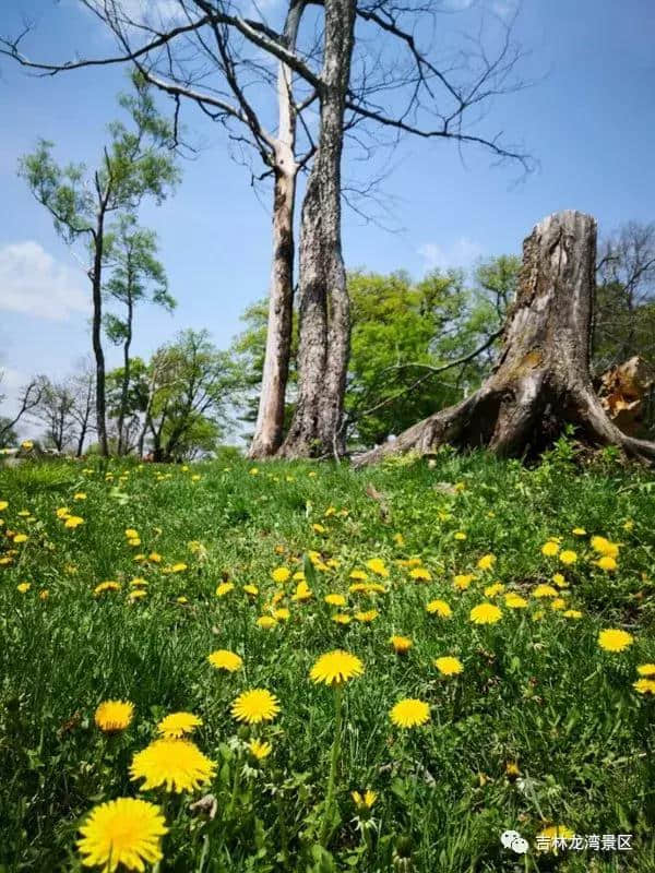 5月19中国旅游日——吉林龙湾群国家森林公园人气就这么旺