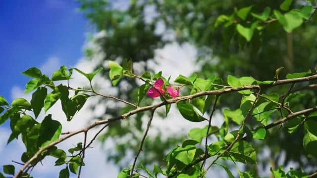 乡村旅游路线 | 桑蚕亲子游,快来pick它