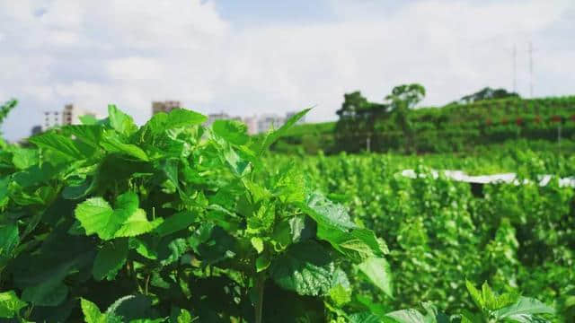 乡村旅游路线 | 桑蚕亲子游,快来pick它